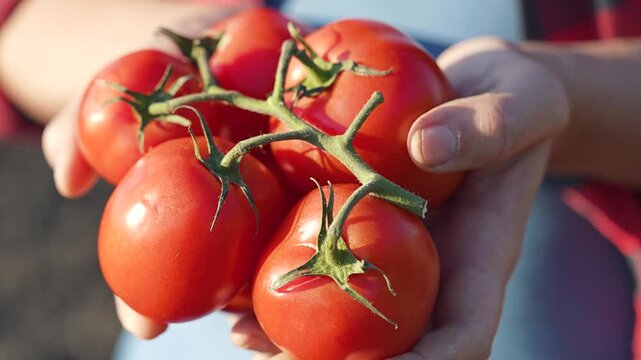 Hand farmer holds organic tomato. Fresh vegetable crop harvest shown by farmer hand. Ripe tomato food cluster in farmer hand close-up. Tomato harvest season fresh vegetable food. Organic crop shines.