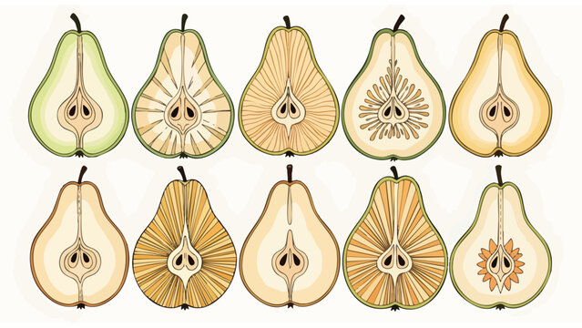 Pear Variety Cross Sections Illustration - Fresh Produce Marketing & Food Design Elements