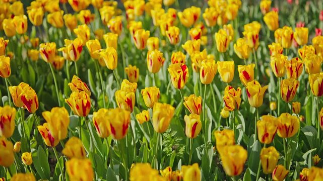 Yellow tulips with red streaks blooming at Morges Tulip Festival