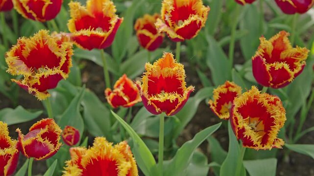 Red and yellow fringed tulips blooming in spring garden