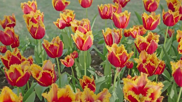Fringed red and yellow crystal tulips blooming in spring garden