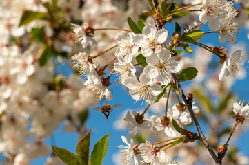 Obstbaumblüten mit Honigbiene im Flug © Mabelinse