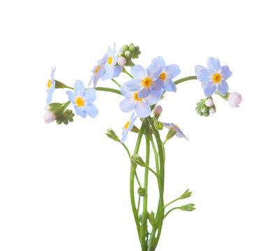 Forget-me-not flowers isolated on white background. Selective focus