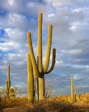 Saguaro cactus in the rays of the setting sun, Saguaro National Park, southeastern Arizona, United States.