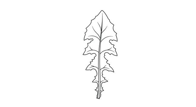 Detailed black and white line art illustration of a single jagged dandelion leaf with prominent veins on a white background.