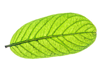 Obraz premium Isolated Leaves Exotic Striped Foliage on White