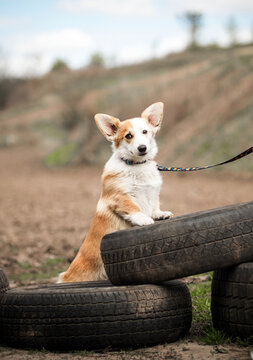 Cute Corgi puppy standing on hind legs on car tires.