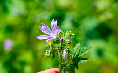 Fototapeta premium Malva sylvestris is a species of the mallow genus Malva, of which it the type species. Known as common mallow to English-speaking Europeans, it acquired the common names of cheeses, high mallow and ta