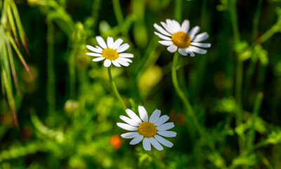 Fototapeta premium Cota tinctoria, the golden marguerite, yellow chamomile, or oxeye chamomile, is a species of perennial flowering plant in the sunflower family. Other common names include dyer's chamomile, Boston dais