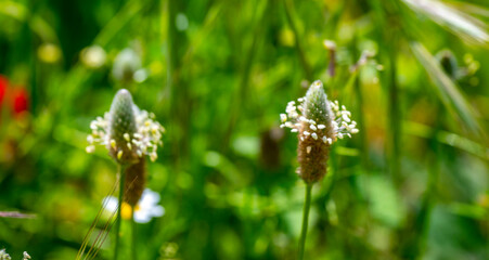 Plantago lanceolata is a species of flowering plant in the plantain family Plantaginaceae. It is known by the common names ribwort plantain, narrowleaf plantain, English plantain, ribleaf, lamb's tong © enderbayindir