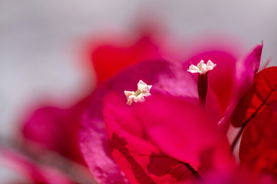 Gros plan sur le feuillage et les fleurs d'un bougainvillier 