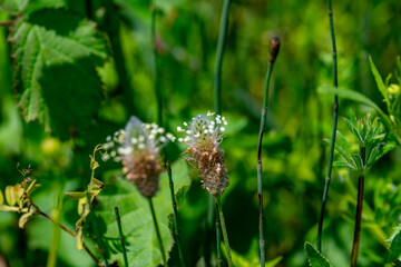 Plantago lanceolata is a species of flowering plant in the plantain family Plantaginaceae. It is known by the common names ribwort plantain, narrowleaf plantain, English plantain, ribleaf, lamb's tong © enderbayindir