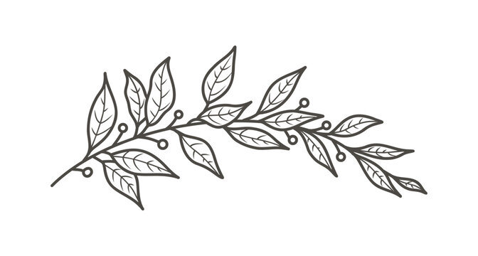 Laurel Branch with leaves.  Minimal simple hand-drawn line art vector illustration, black on a white background