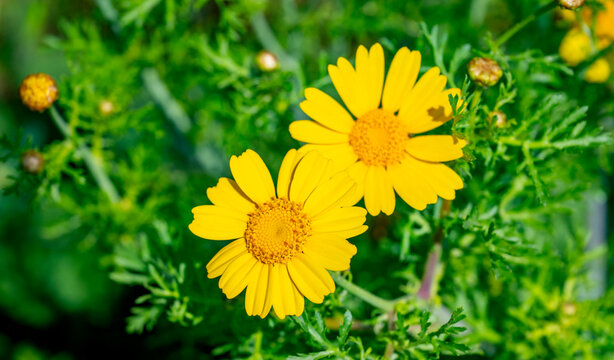 Cota tinctoria, the golden marguerite, yellow chamomile, or oxeye chamomile, is a species of perennial flowering plant in the sunflower family. Other common names include dyer's chamomile, Boston dais