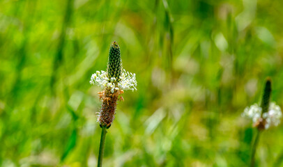 Plantago lanceolata is a species of flowering plant in the plantain family Plantaginaceae. It is known by the common names ribwort plantain, narrowleaf plantain, English plantain, ribleaf, lamb's tong © enderbayindir