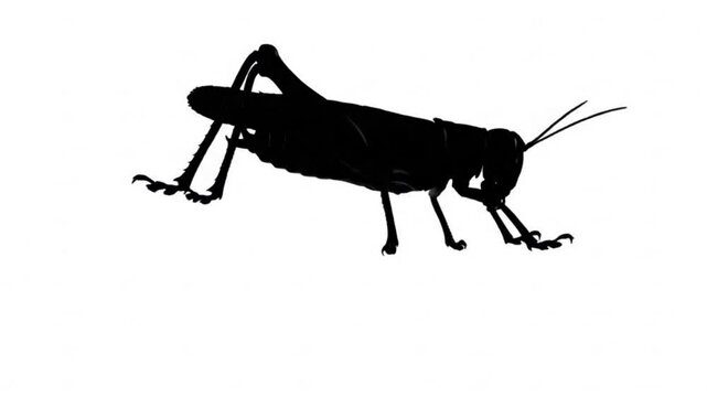 silhouette of a grasshopper jump video
