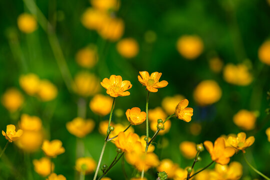 View of yellow buttercups blooming in a lush green meadow under bright sunlight in Zagreb, Croatia.