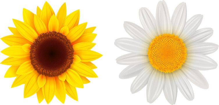 Sunflower and daisy flower isolated.