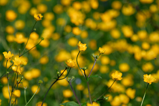 View of a field of vibrant yellow buttercups blooming among green stems under bright sunlight in Zagreb, Croatia.