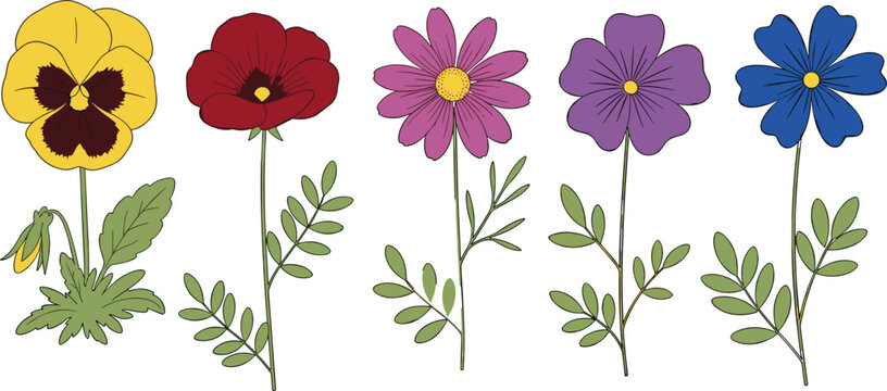 Colorful Wildflower Collection Set with Pansy Poppy Daisy Cosmos and Cornflower Vector Illustration White Background