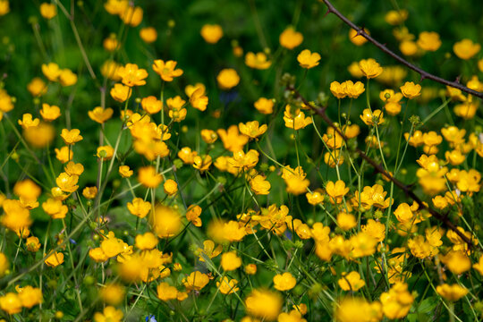 View of a field of bright yellow buttercups blooming among lush green grass and thorny branches Zagreb, Croatia.