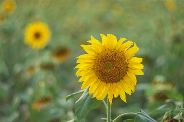 Obraz premium Sunflower blooming in a field. Bright yellow flower head with petals and brown center. Nature, agriculture and summer seasonal botany concept for organic farming and gardening design.