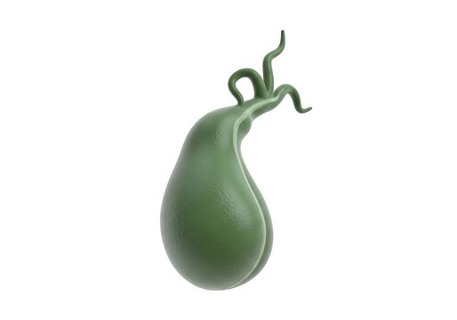Detailed illustration of a single sperm cell swimming with detailed head and tail structure shown clearly