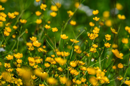 View of a field of yellow buttercups blooming in a lush green meadow under bright sunlight in Zagreb, Croatia.