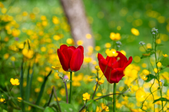 View of two vibrant red tulips blooming in a lush field of yellow wildflowers with a soft blurred background Zagreb, Croatia.