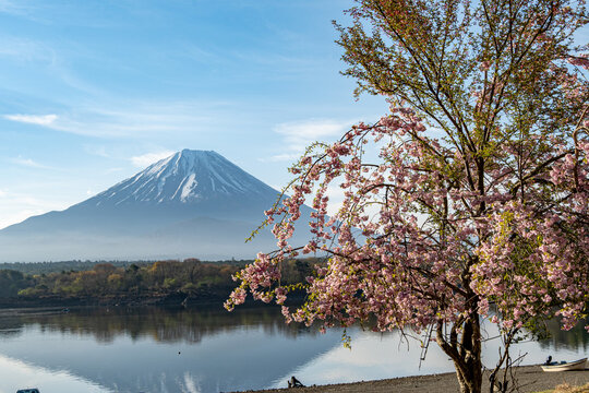 富士山と精進湖の桜