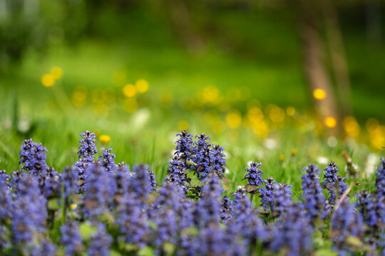 View of purple bugleweed flowers blooming in a lush green meadow with blurred yellow dandelions in Zagreb, Croatia.