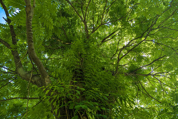 Fototapeta premium Fraxinus excelsior, Juglans cinerea, Leaves silhouette with sky background, sky overcast, spring park with different plants and trees, green tree leaf, Green tree leaf sky background taken from