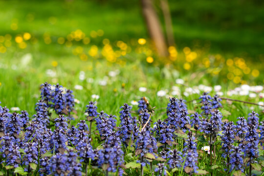 View of purple bugleweed flowers blooming in a lush green meadow with blurred yellow wildflowers in the background in Zagreb, Croatia.