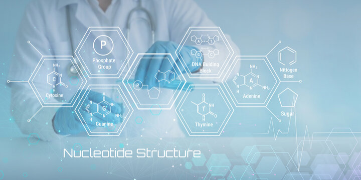 Illustrated scientific diagram showing nucleotide structure with labeled components like phosphate group DNA building blocks cytosine guanine adenine thymine sugar nitrogen base