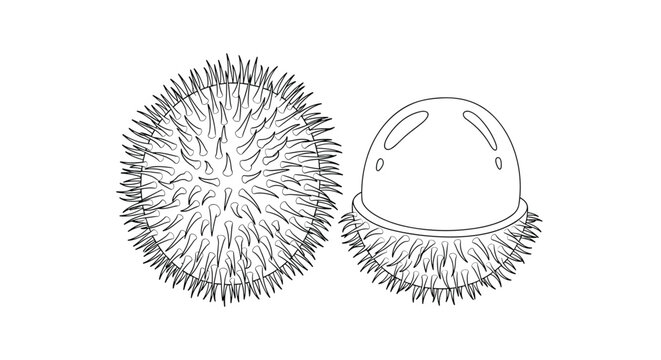 Black and white line art drawing of a whole rambutan and one opened to show the fruit inside isolated on a plain white background for art.