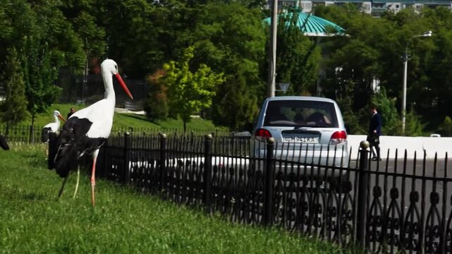 Storks walk on the green grass of the lawn along the road.