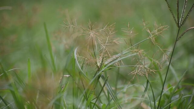 Cyperus distans piedmont flatsedge grass in field with horizontal panning motion.