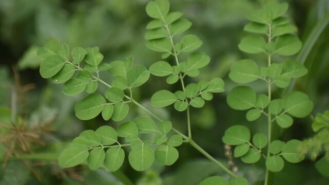 Moringa oleifera leaves with high nutritional value in organic garden setting.