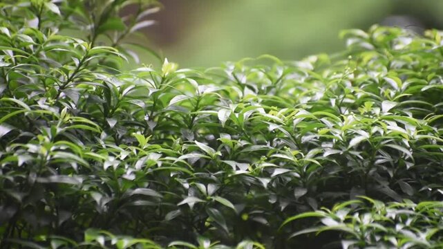 Tabernaemontana divaricata crape jasmine green leaves with soft panning motion shot.
