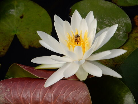 水連花に休む蜂／Water lilie and bee