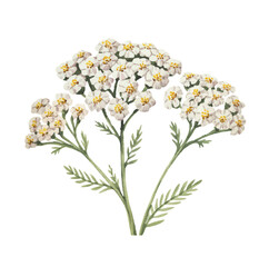 Fresh botanical yarrow blossoms with soft textures in subtle watercolor harmony. © Sadhana