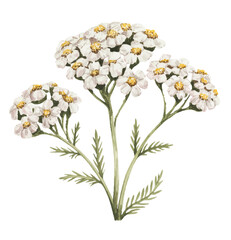 Elegant achillea bloom with tiny blossoms in airy botanical watercolor expression. © Sadhana