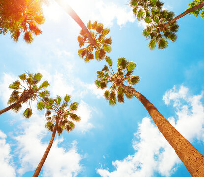 Palm trees on a tropical beach against a blue sky with white clouds.  Low Angle View. Toned image
