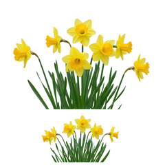 Obraz premium Bunch of yellow daffodils in grass isolated on transparent background