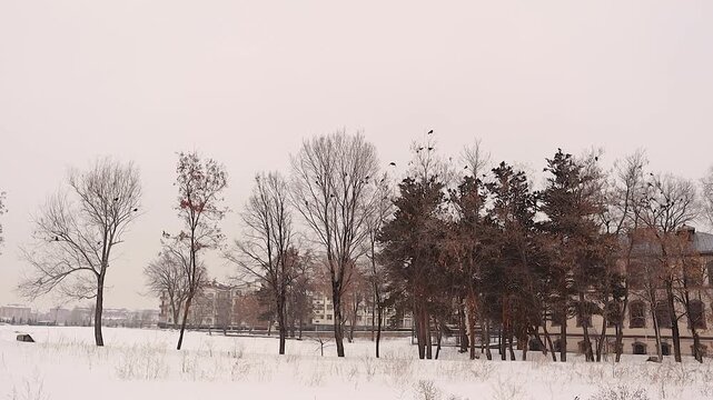 Crows gather on bare winter trees as light snow falls over a quiet urban park. Atmospheric, moody scene symbolizing resilience, solitude, and seasonal change. ideal for nature, climate, and city-life