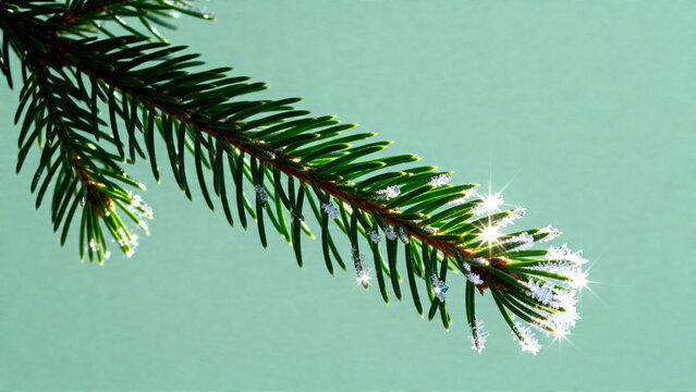 [Evergreen pine branch] [in macro style] [in deep green and glistening colors] [representing nature and freshness]