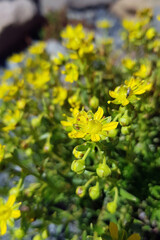 Fototapeta premium Saxifrage faux orpin en été , en montagne , Alpes , France