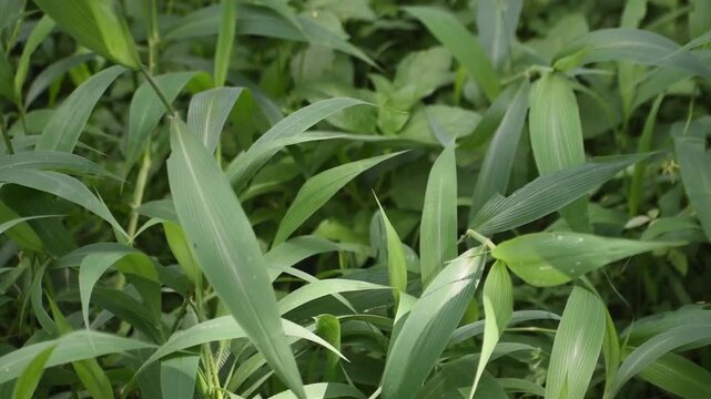 Broadleaved bristlegrass Setaria palmifolia swaying in the field during a panning shot.