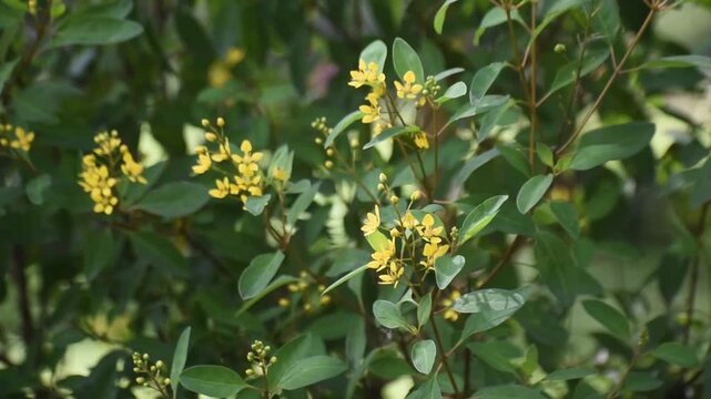 Beautiful yellow Goldshower Galphimia gracilis flowers blooming in the garden.