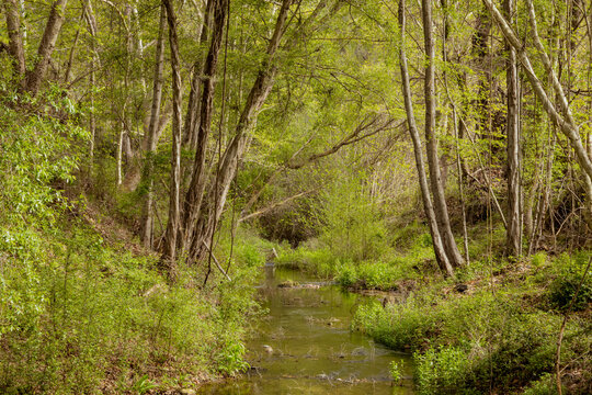 Lush green riverbank with a stream flowing through a spring forest in Cyprus